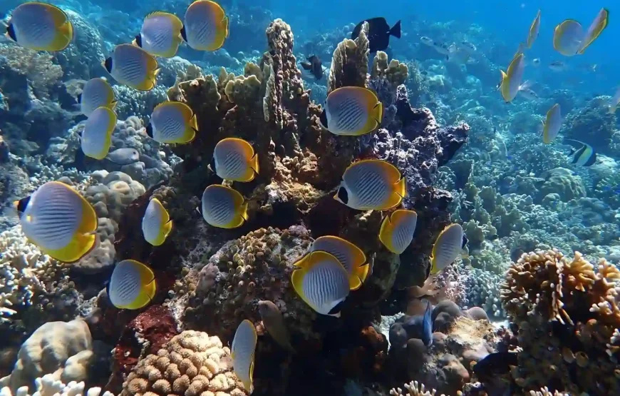 Wild & Wonder Adventure